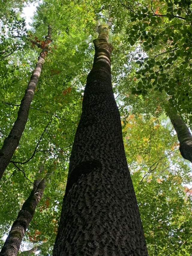 Natur Coaching Thun Baum